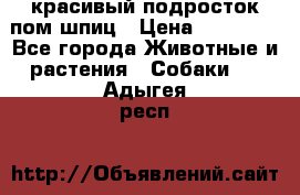 красивый подросток пом шпиц › Цена ­ 30 000 - Все города Животные и растения » Собаки   . Адыгея респ.